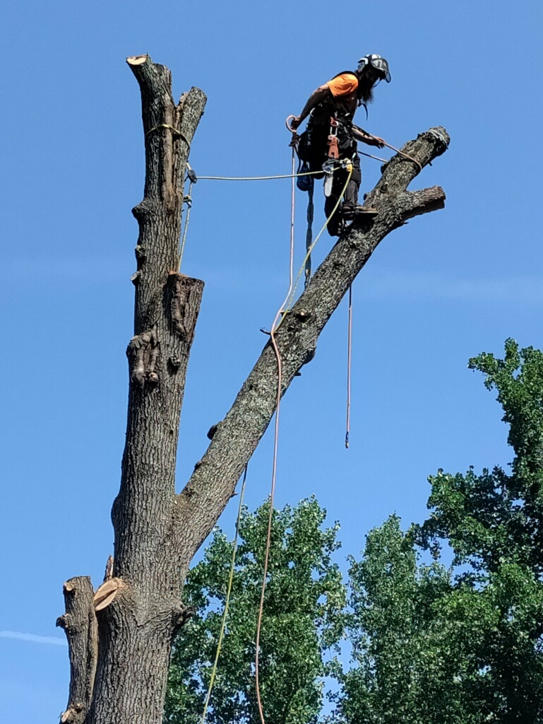 Technical hardwood takedown under clear blue sky, South Carolina