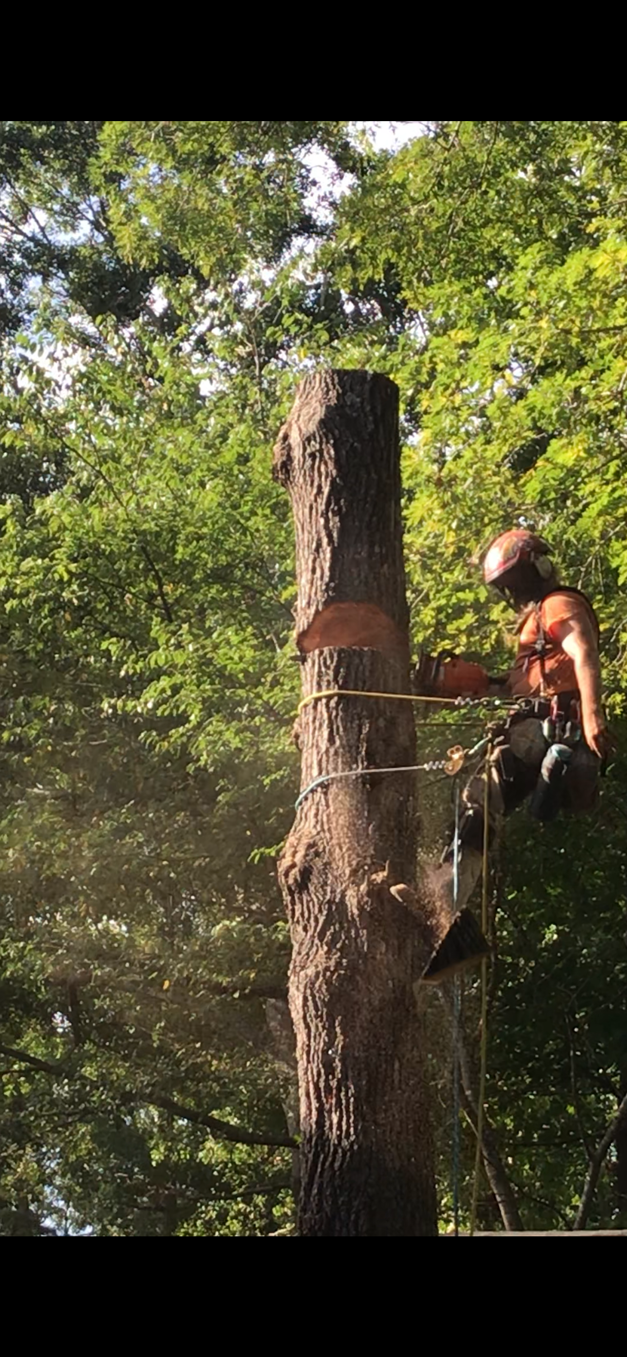Large hardwood tree removal in progress, South Carolina