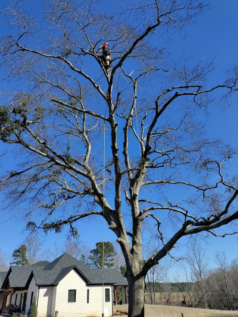 Winter pruning of tall oak over a modern farmhouse, South Carolina